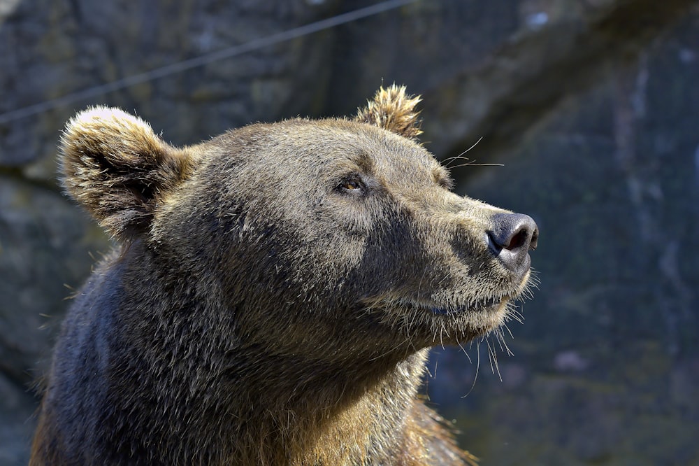 fotografia em close-up do urso cinza