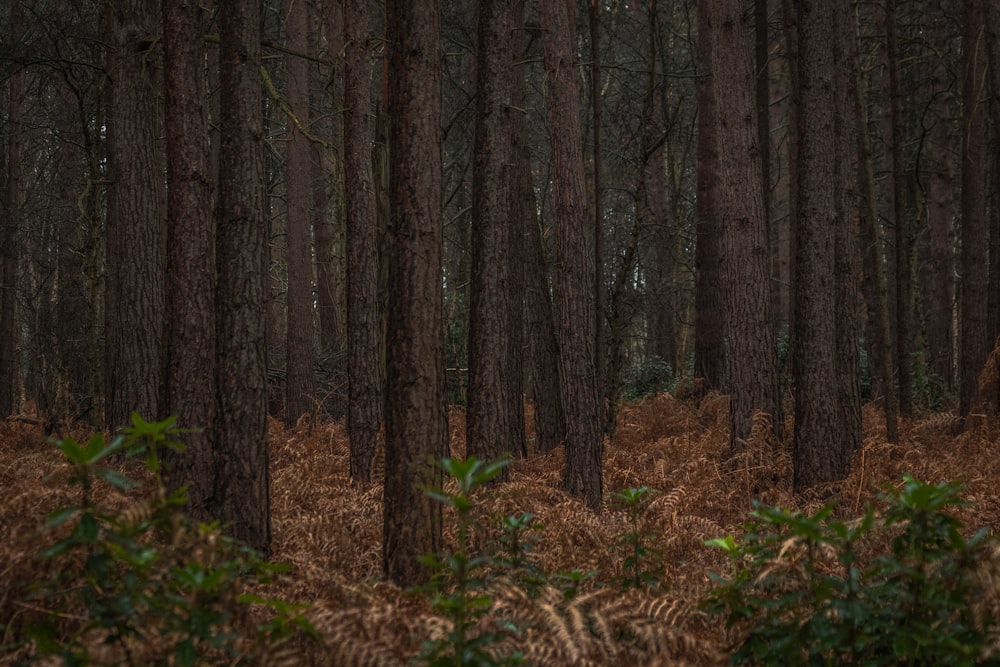 selective focus photography of forest