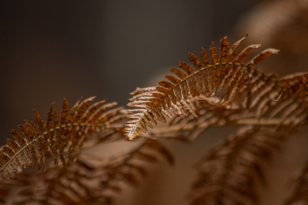 brown-leafed plant