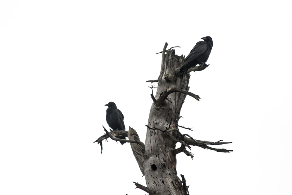 two crows on tree trunk
