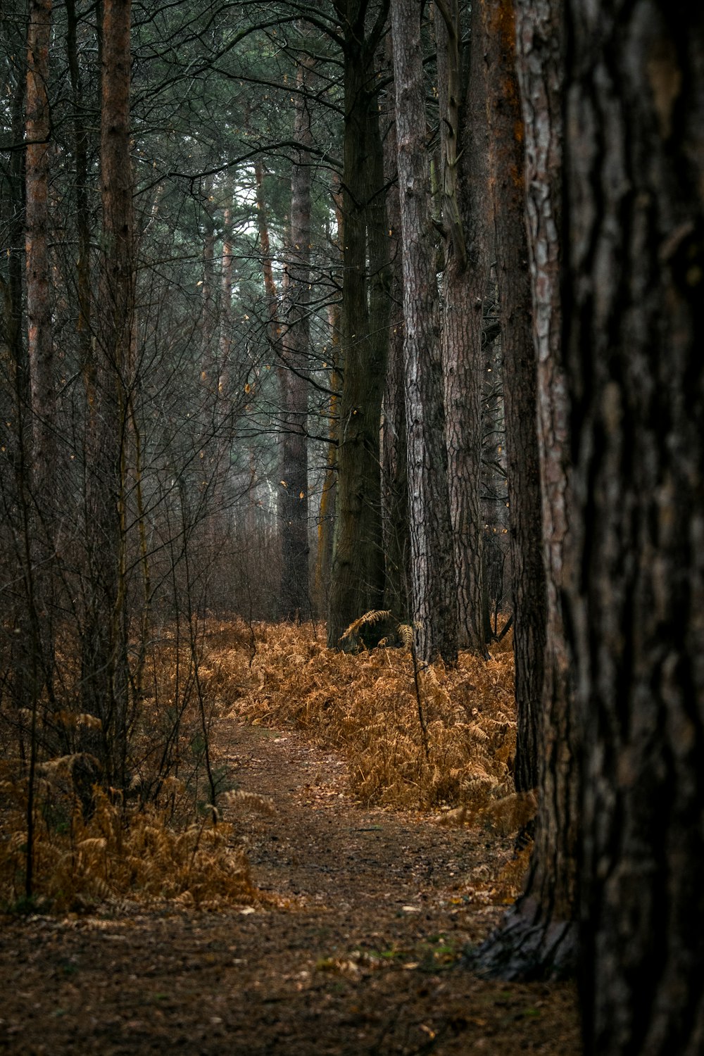 trees and empty pathway
