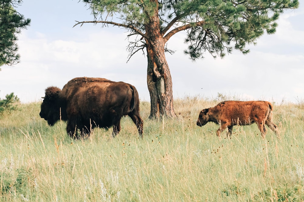 Due animali marroni sul campo di erba verde