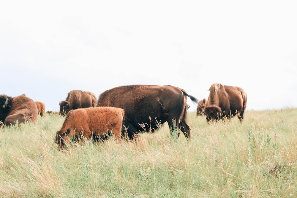 brown animals on green grass field