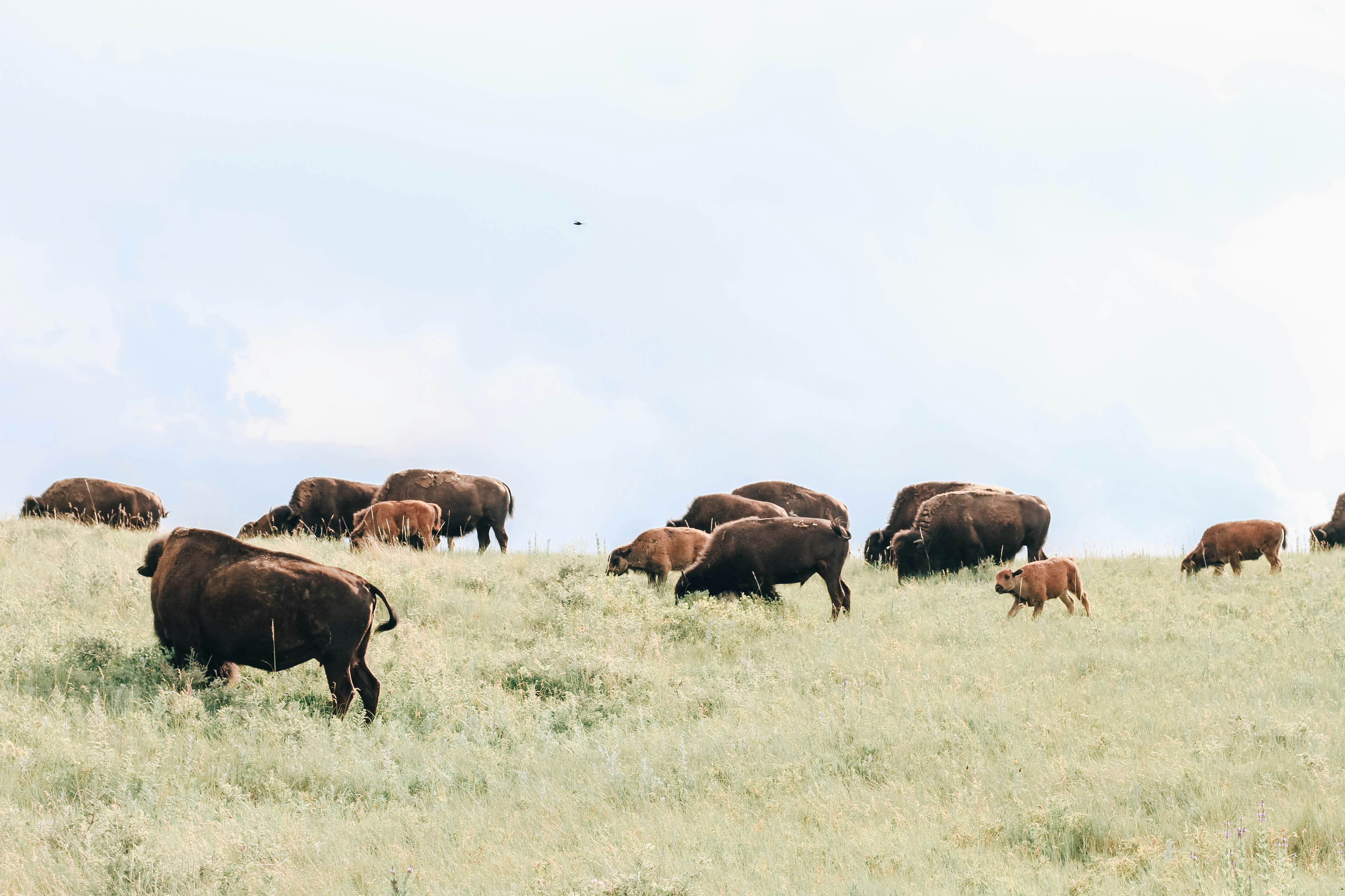 Yellowstone National Park Calls for More Bison in New Plan