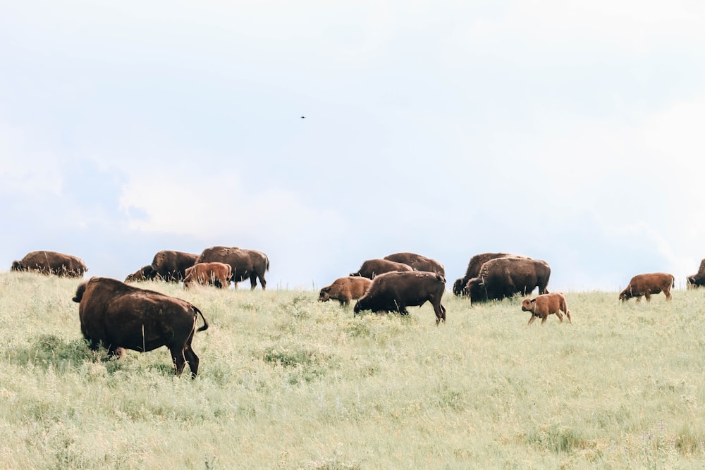 herd on animals on green grass fields