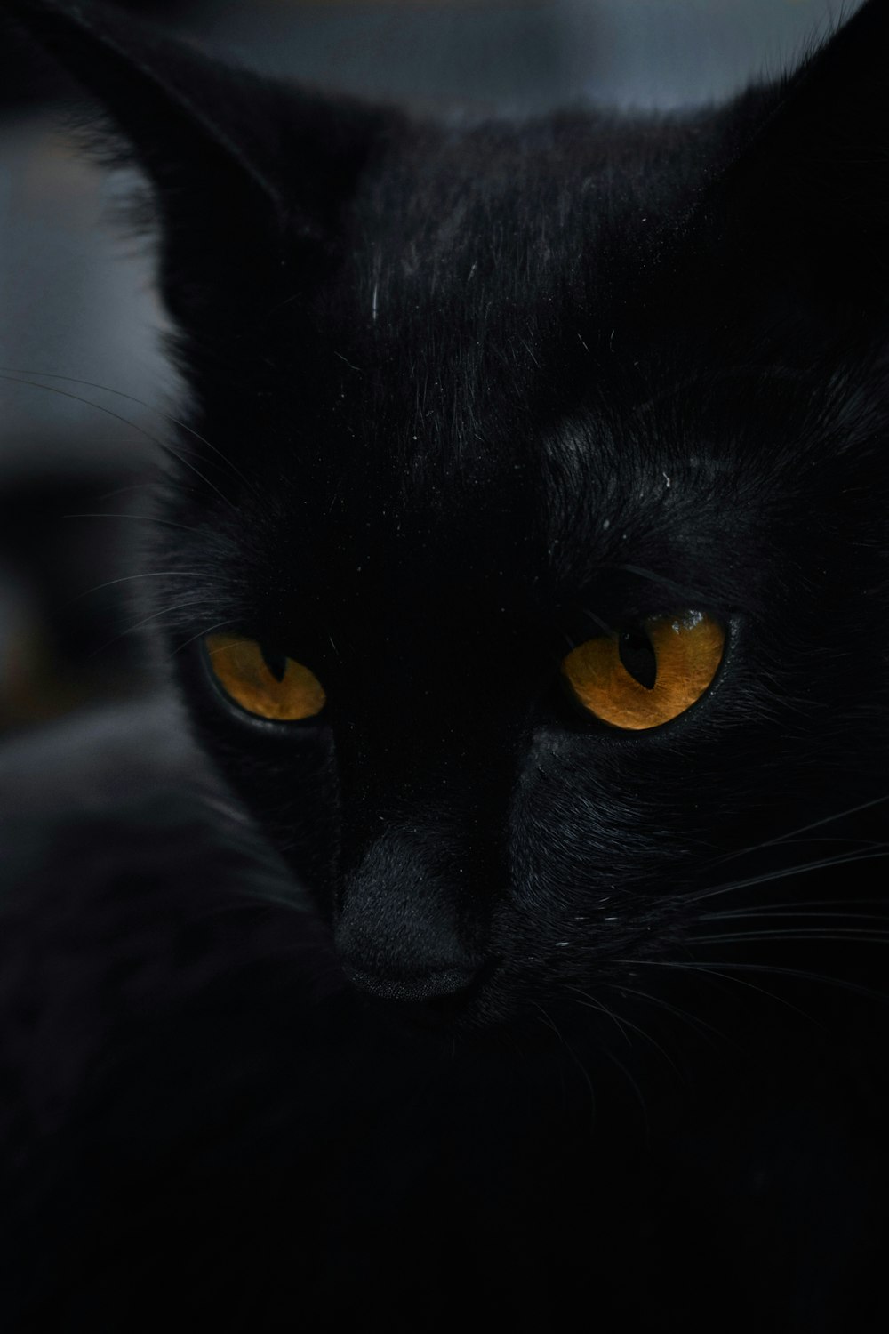 black cat