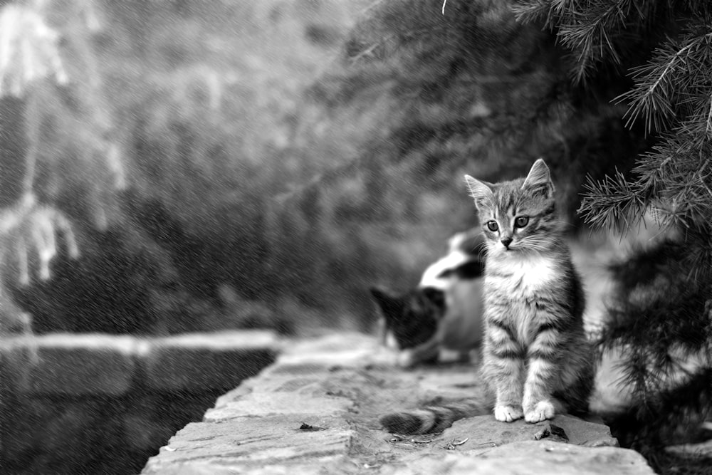 grayscale photo of kitten