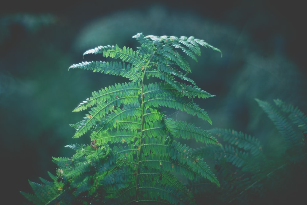 green leaf plant