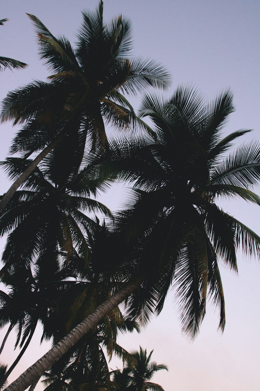 coconut palm foliage