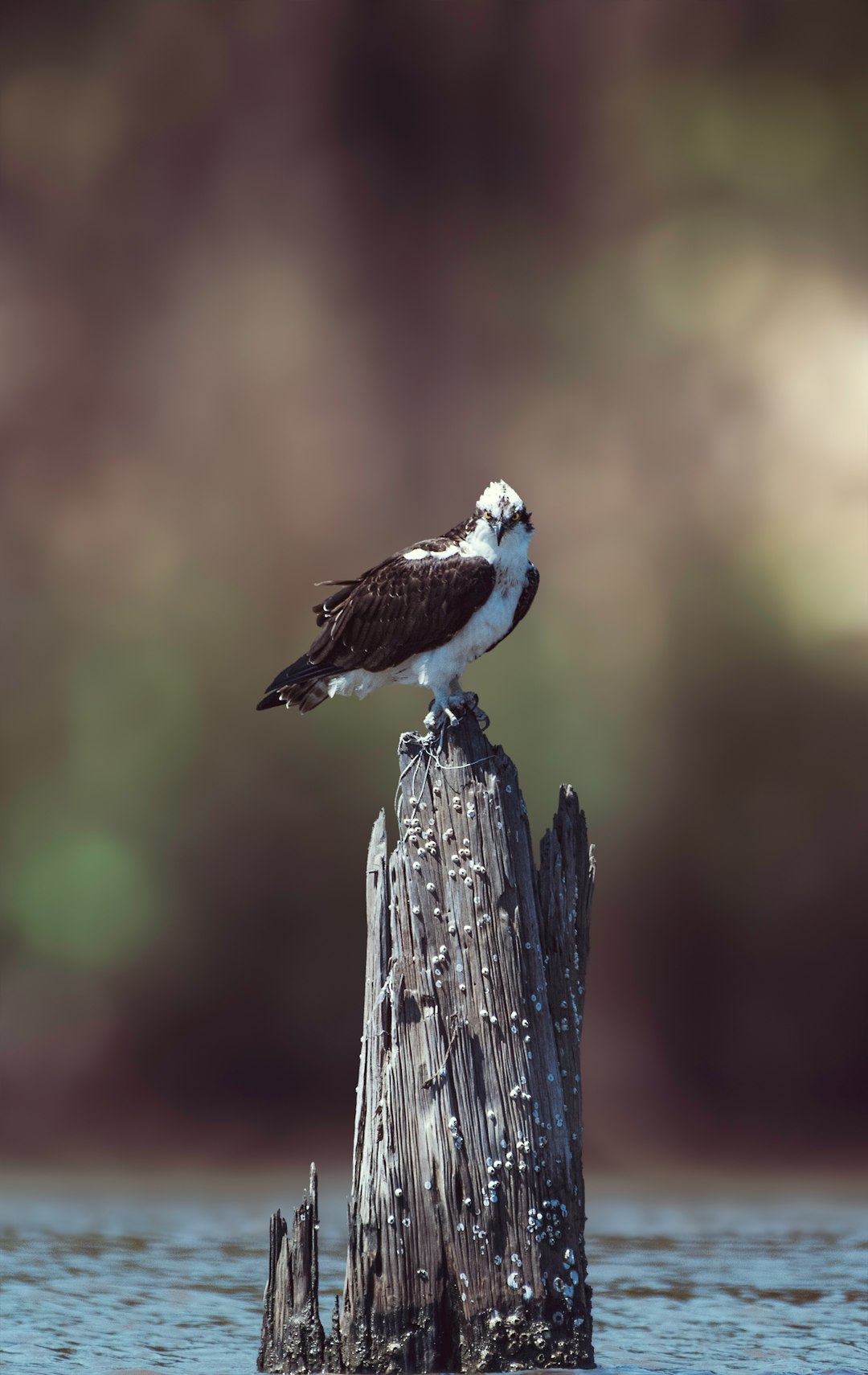 selective focus photography of white and black bird on brown slab surrounded body of water