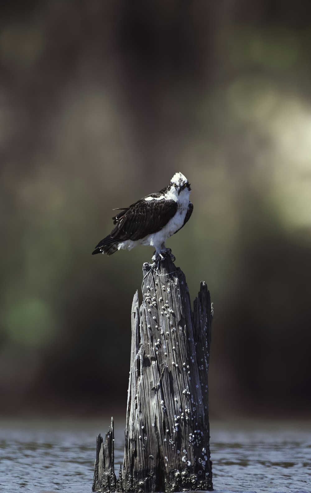 selective focus photography of white and black bird on brown slab surrounded body of water