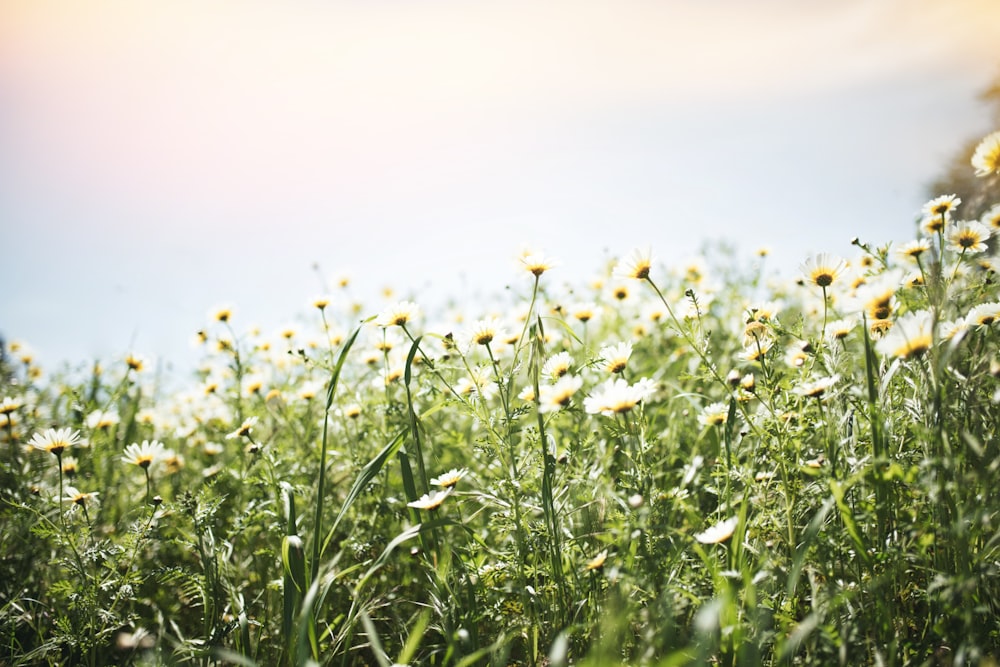 assorted-color petaled-flower field