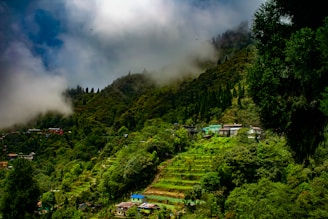 cloudy forest with houses on foot of hill