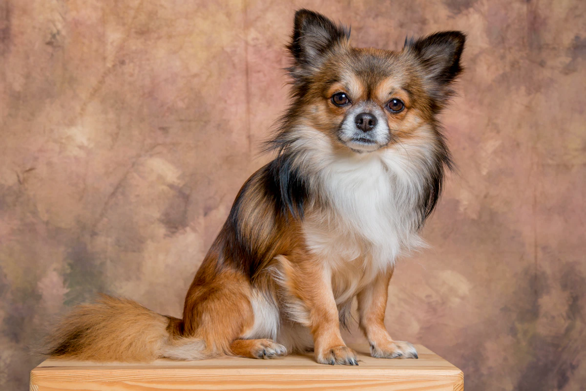 Chihuahua sentado sobre una mesa