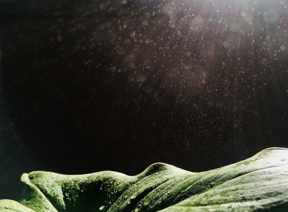 a close up of a leaf under water