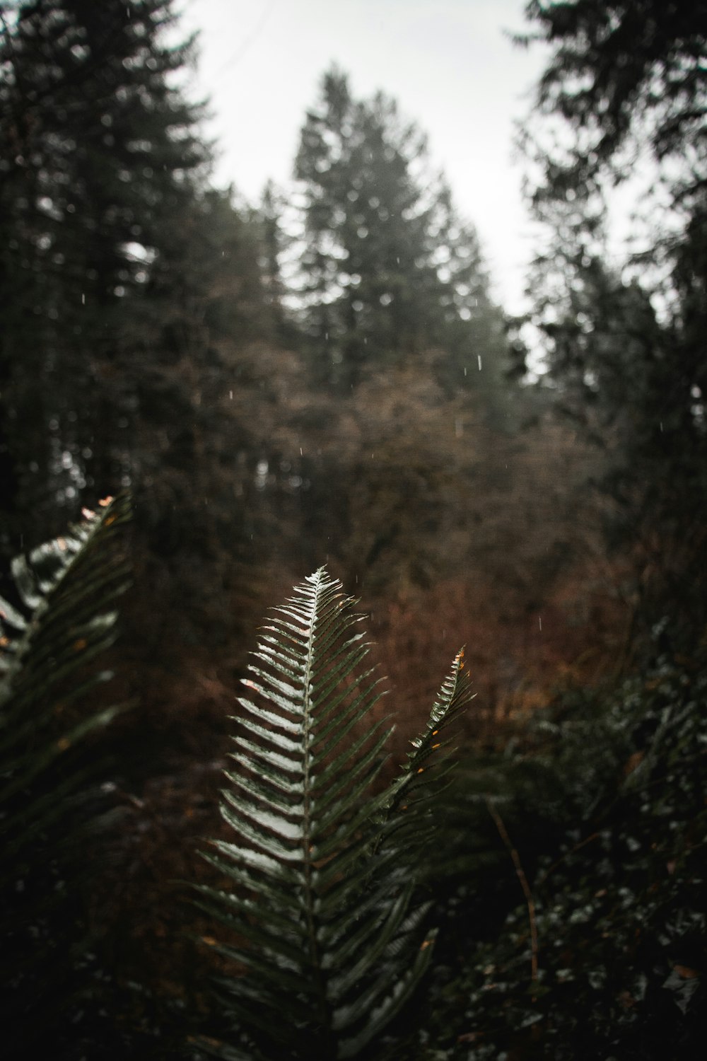 arbres à feuilles vertes