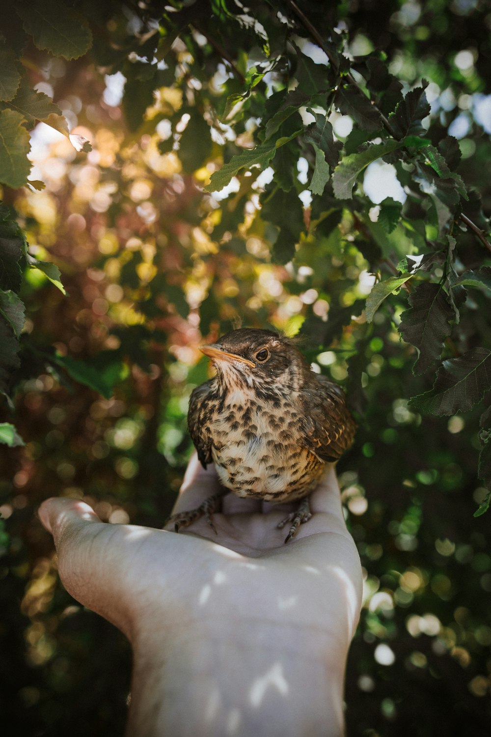 person holding brown and black bird