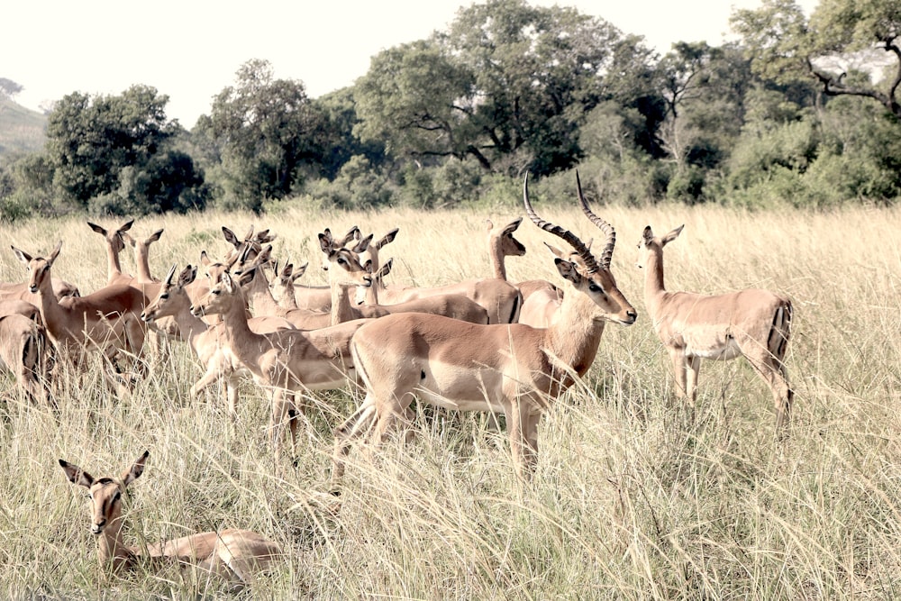 group of brown deer standing on grass field during daytime