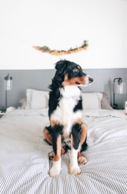 A black, brown, and white dog sits on a neatly made bed with a striped bedspread. The room has a minimalistic design with two lamps on either side of the bed and a decorative garland hanging on the wall above.