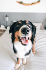 short-coated tricolor dog standing on bed