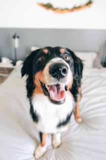 short-coated tricolor dog standing on bed