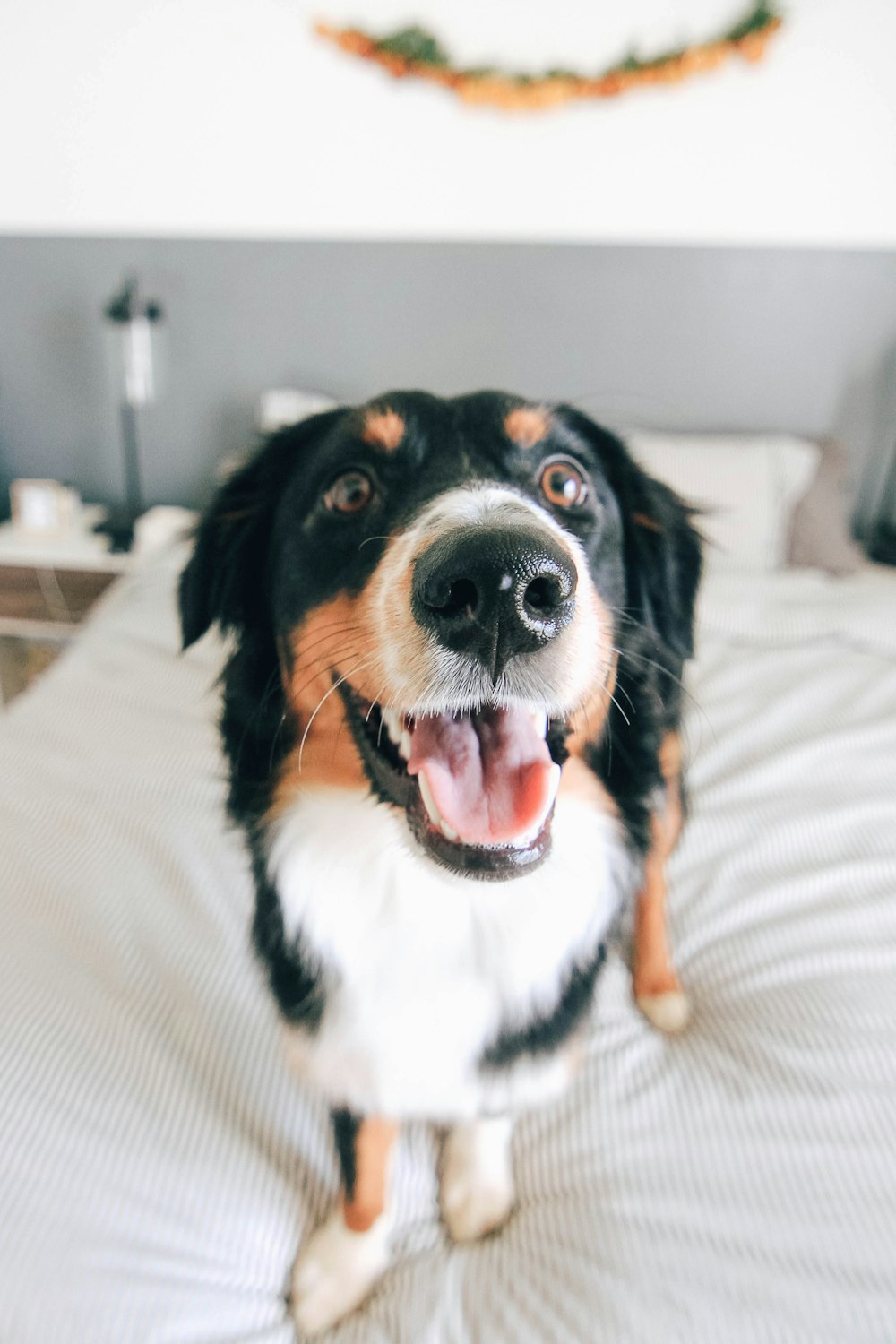 short-coated tricolor dog standing on bed