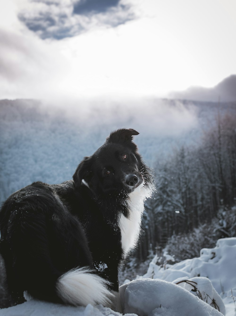 black and white dog standing on snow field