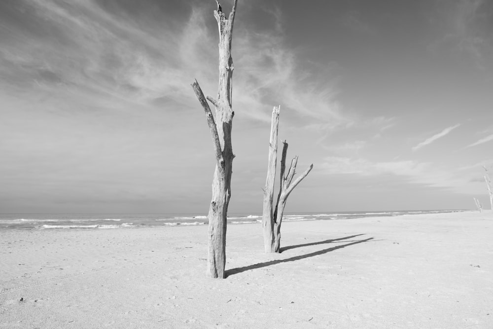 Graustufenfoto von Holz