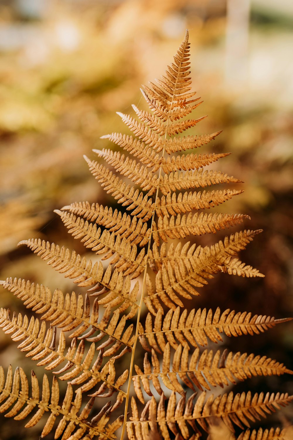 brown fern leaf