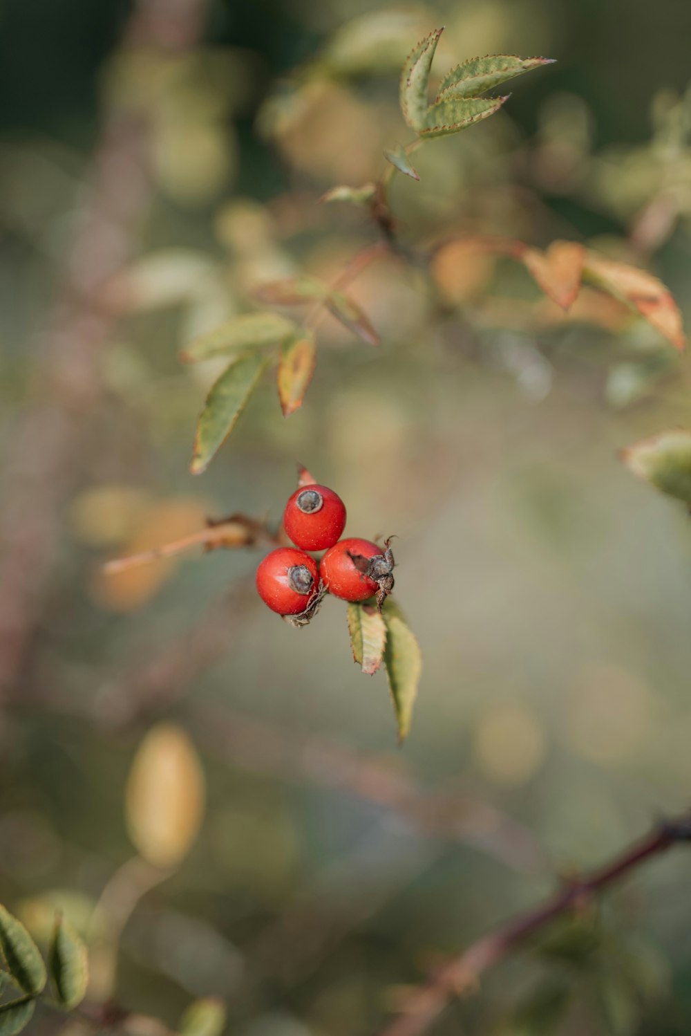 shallow photo of red fruits