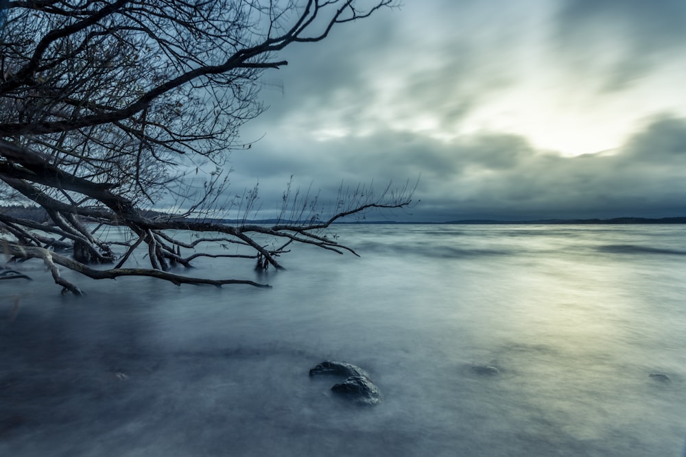 bare tree lake