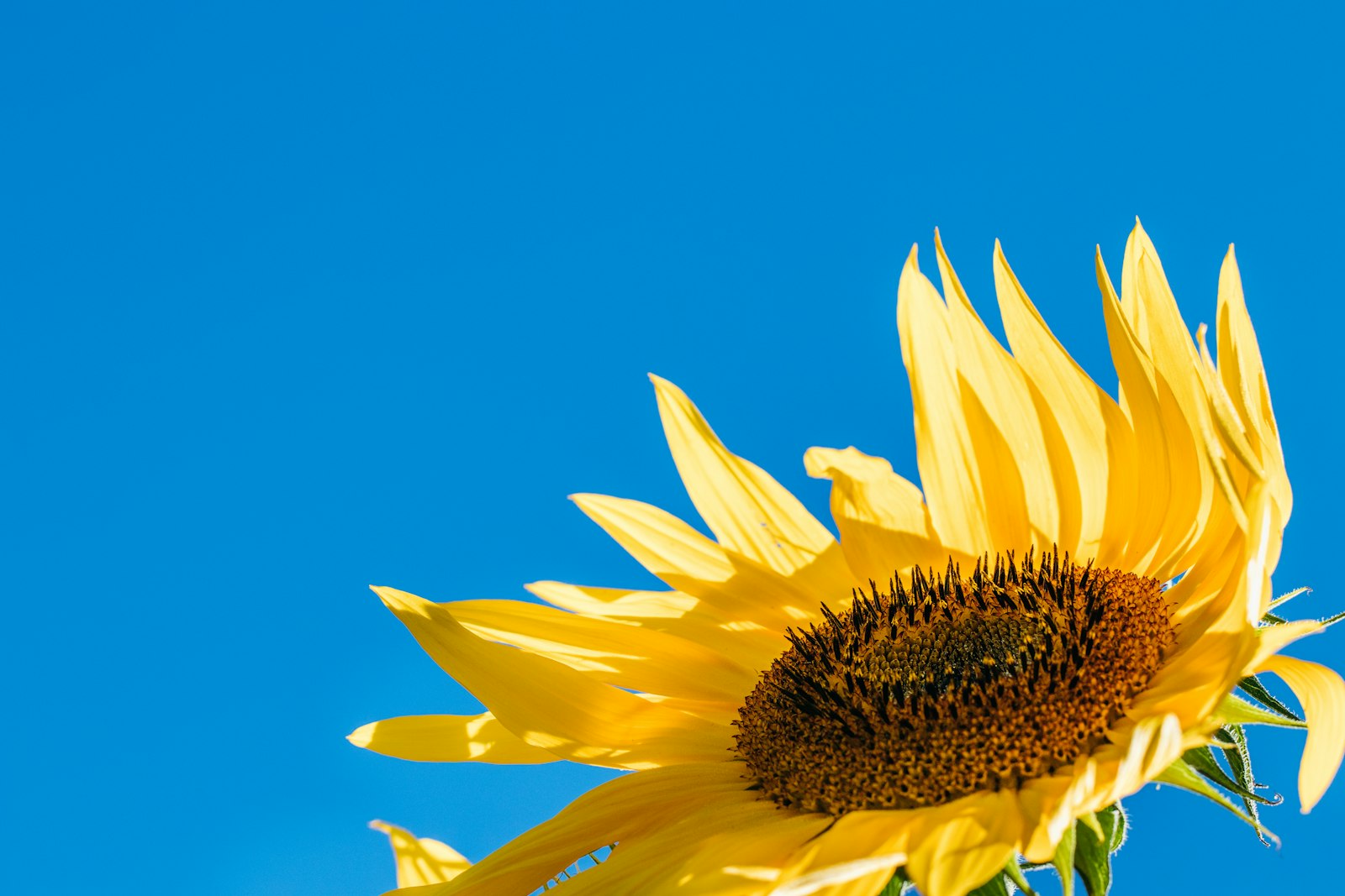 Canon EOS 80D + Canon EF 100mm F2.8L Macro IS USM sample photo. Sunflower illustration photography