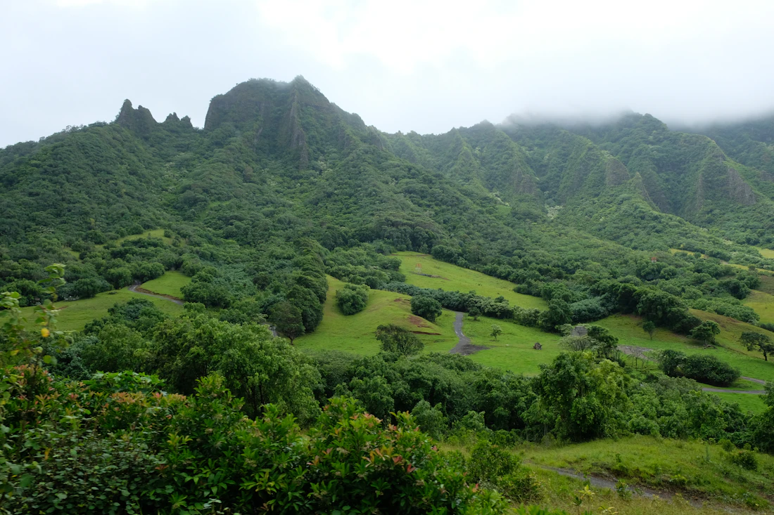 Green tropical hills and forest