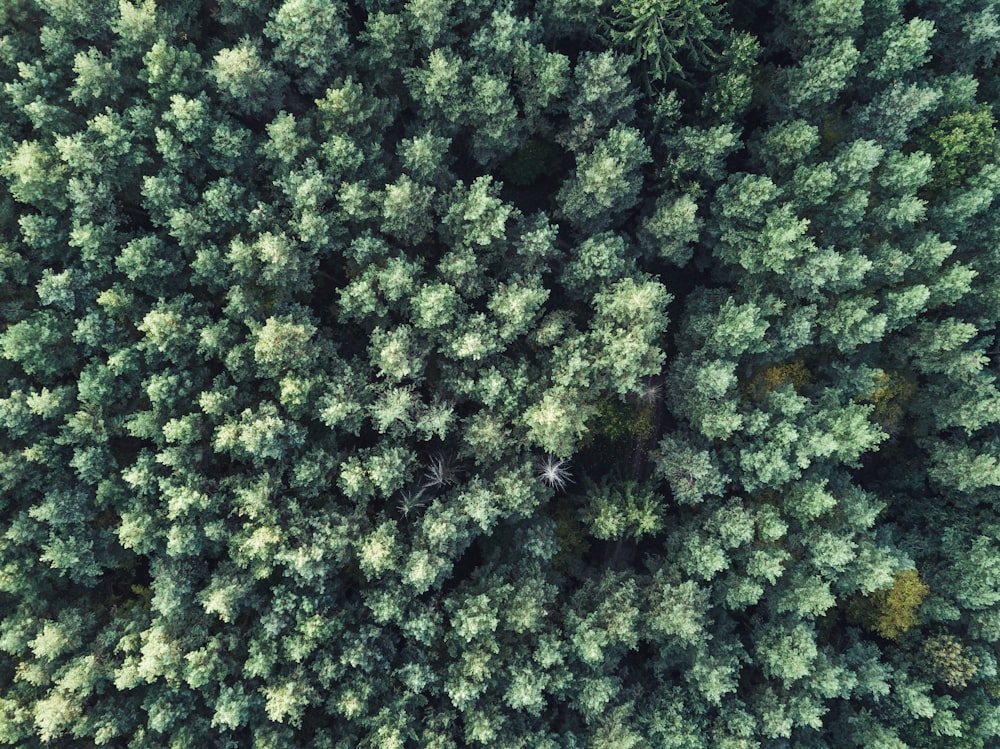 aerial focus photography of green trees
