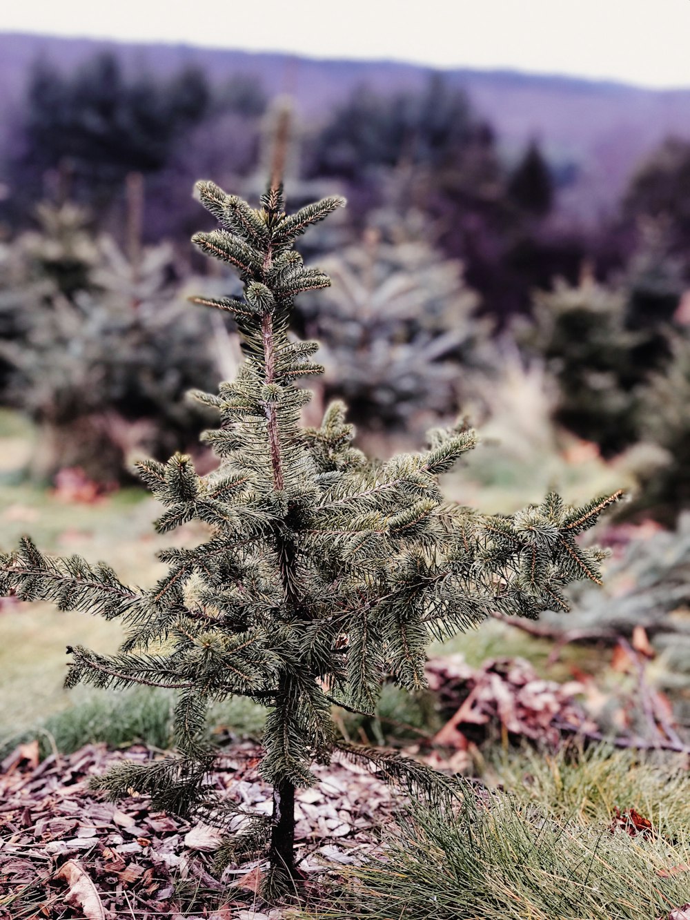 selective focus of green pine tree