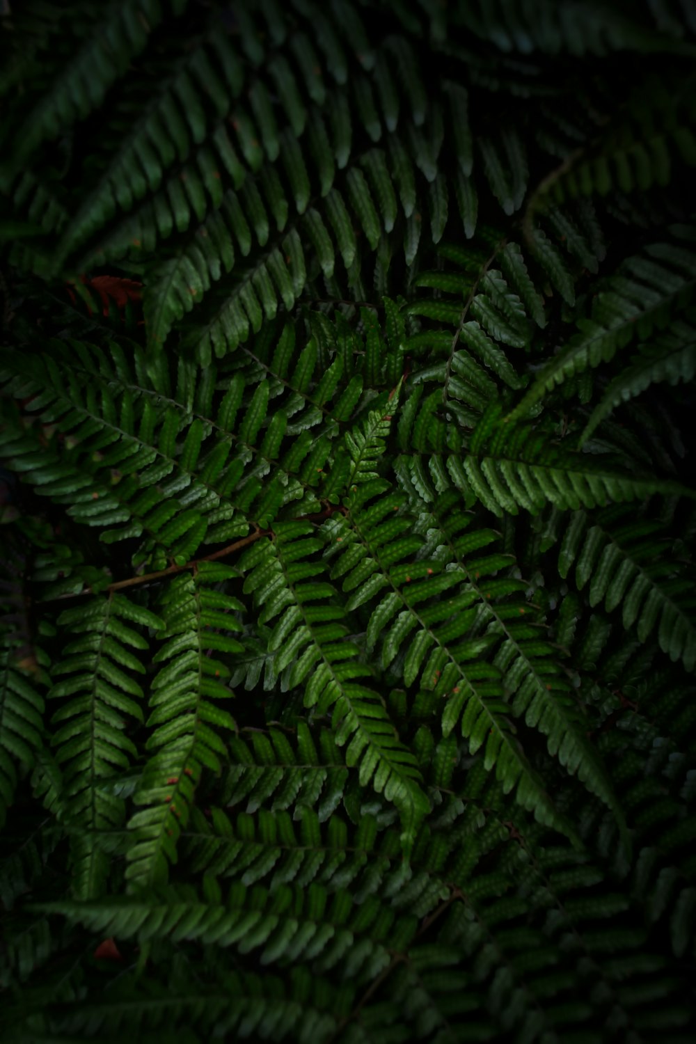 fern plant