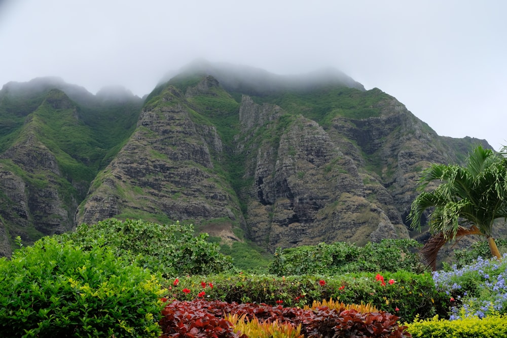 green mountain near flower field