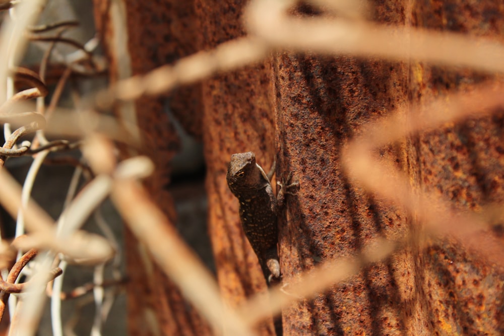 lizard on soil