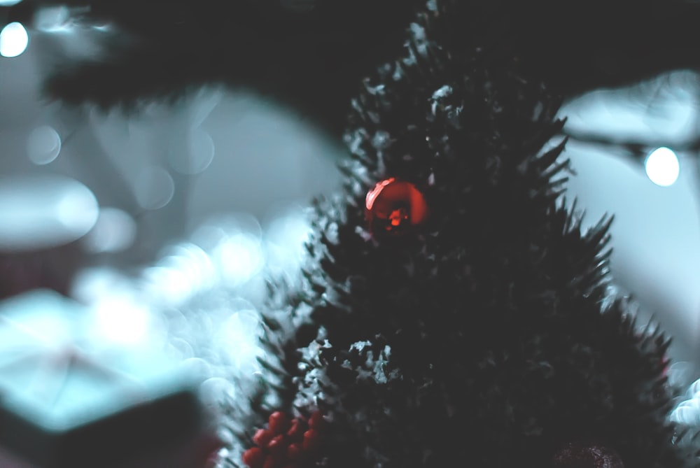 shallow focus photography of Christmas tree