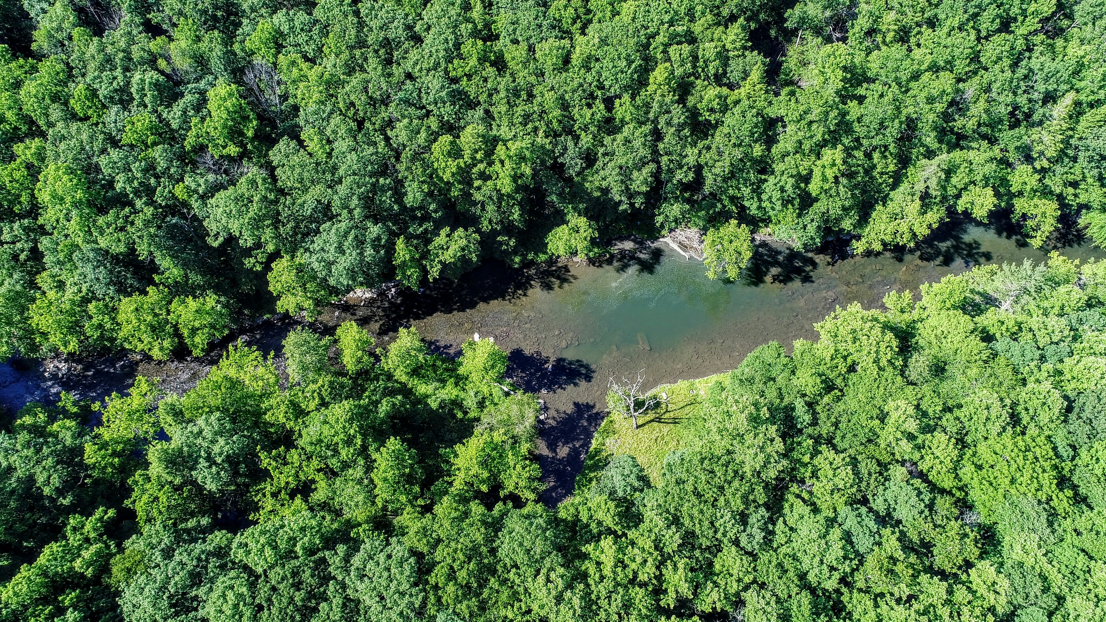 birds eye view photography of trees west virginia zoom background