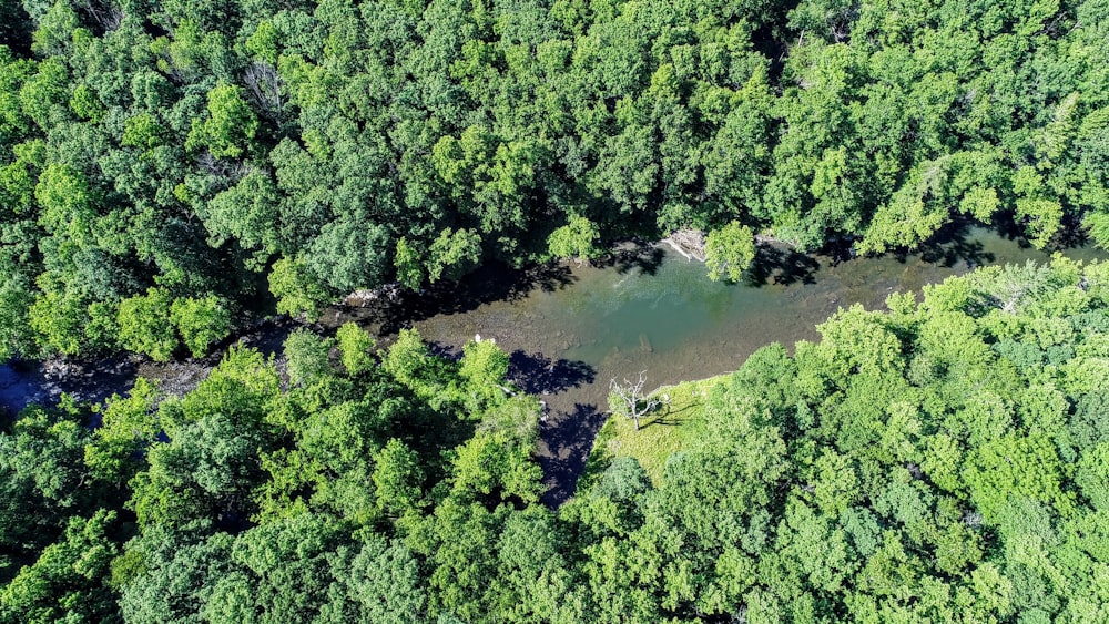 birds eye view photography of trees