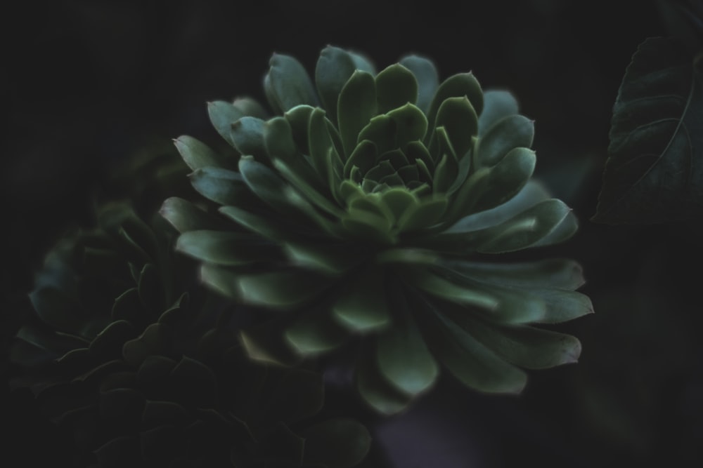 green succulent plant