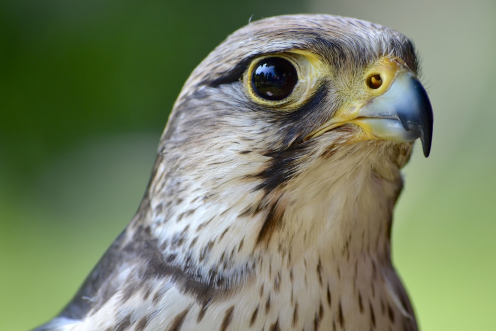selective-focus photograph of eagle