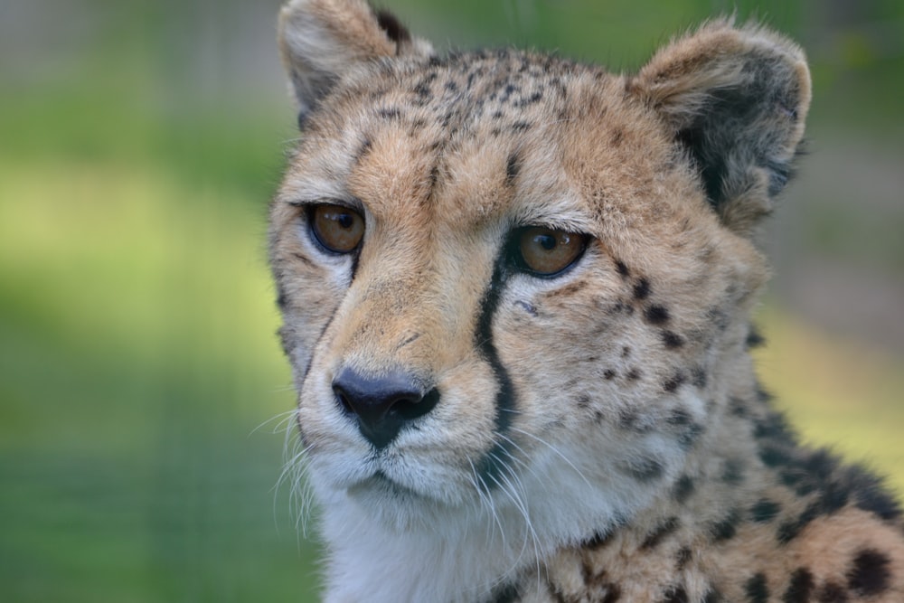 shallow focus photography of cheetah
