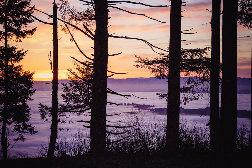 silhouette of pine trees