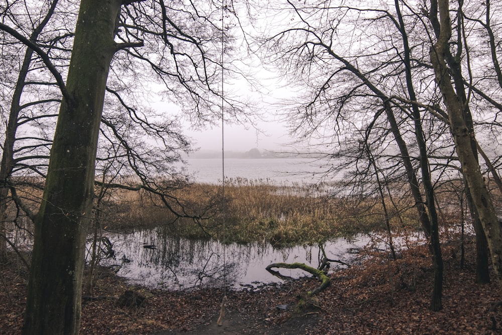 bare tree near body of water during daytime