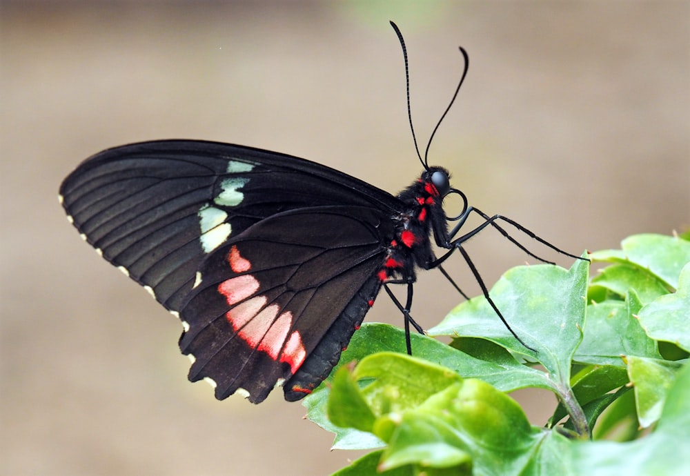 black and red butterfly perched on green leaf