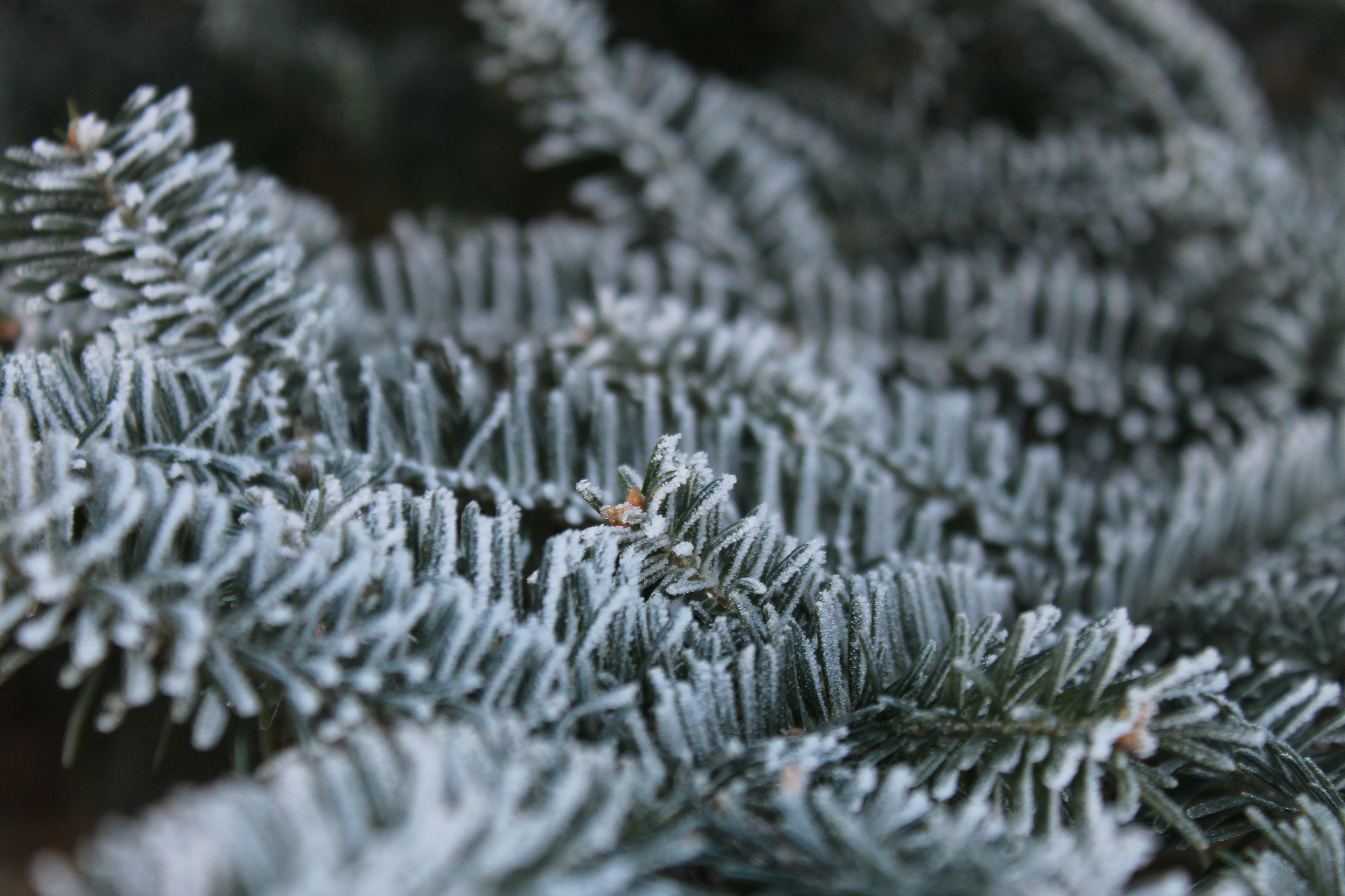 Photo by joyflowerphotography