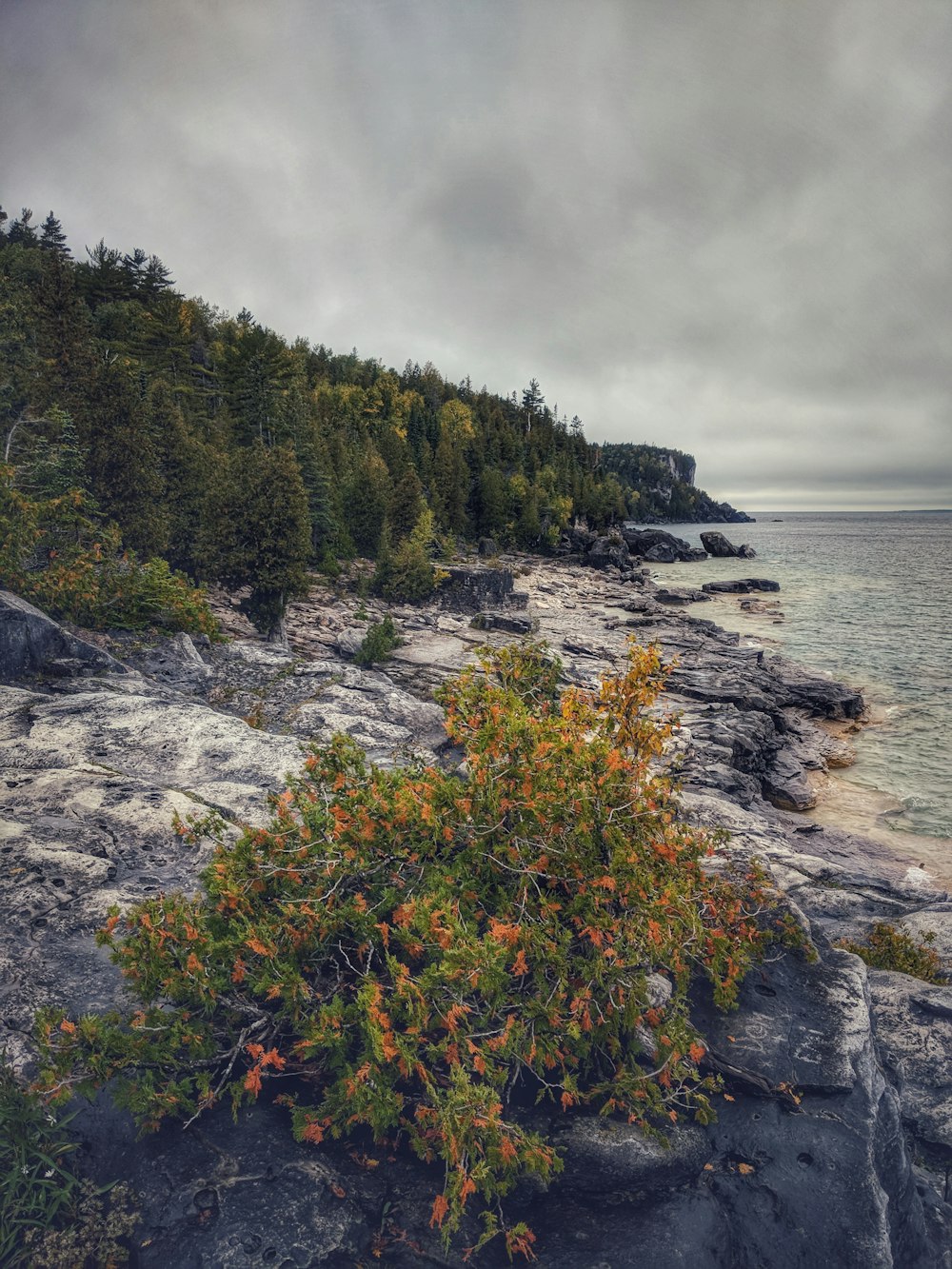 Bäume am Meer