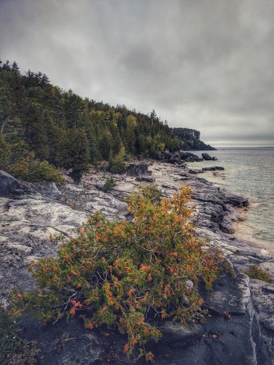 trees beside ocean in Halfway Log Dump Day Use Area Canada